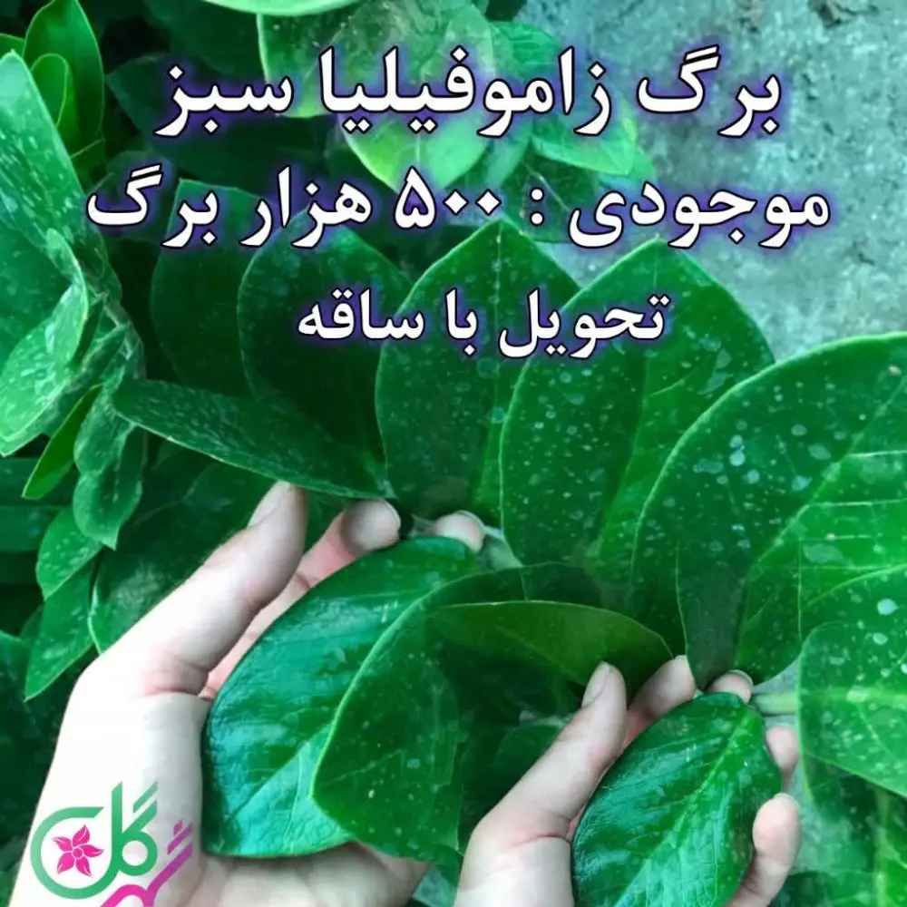 1 (1) برگ خام زاموفیلیا سبز